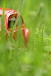 Close-up of mushroom growing on field