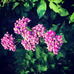 Close-up of pink flower