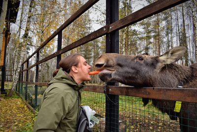 Side view of man eating carrot with moose by fence