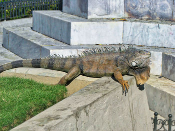 Side view of lizard on rock