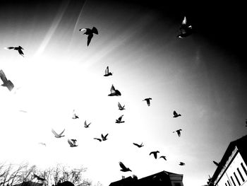 Low angle view of silhouette birds flying against clear sky