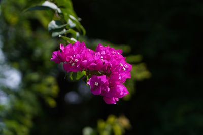 Close-up of pink rose flower