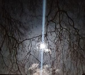 Bare trees in winter at night