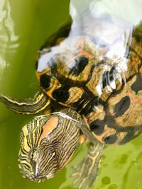 Close-up of snake