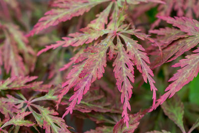 Close-up of plant