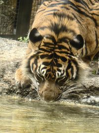 animal themes