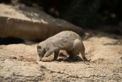 animal