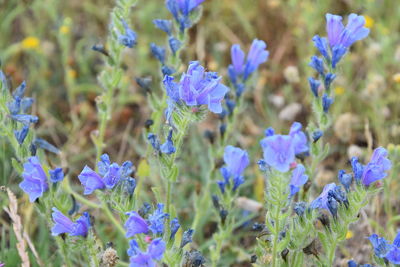 Close-up of purple flowering plants on field