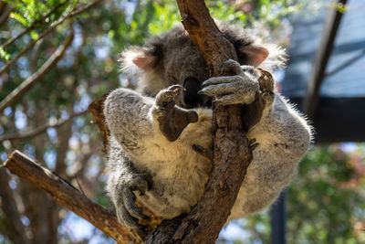 Low angle view of monkey sitting on tree