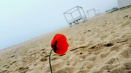 Close-up of red flower on beach