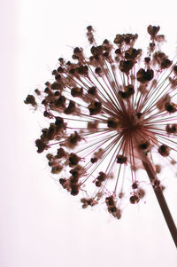 Low angle view of flowering plant against white background