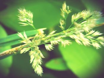 Close-up of plant against blurred background