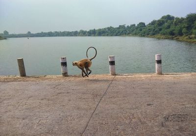 Monkey running on the bridge