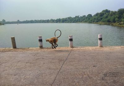 Horse standing in a lake