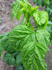 Close-up of fresh green leaves