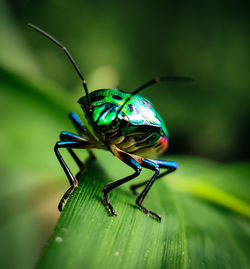 Close-up of insect on leaf