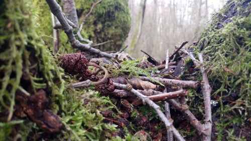 Close-up of tree trunk in forest