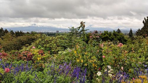 Scenic view of flowering plants and trees against sky