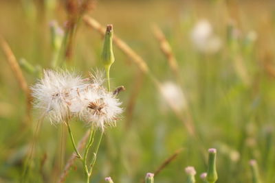 Close-up of dandelion flower on field