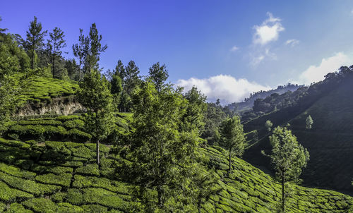 Panoramic view of trees and mountains against sky