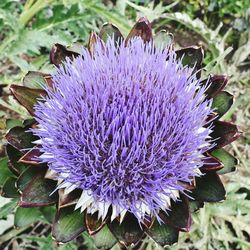 Close-up of thistle flower