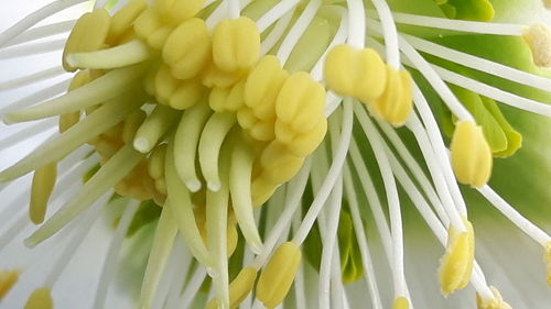 Close-up of yellow flower tree