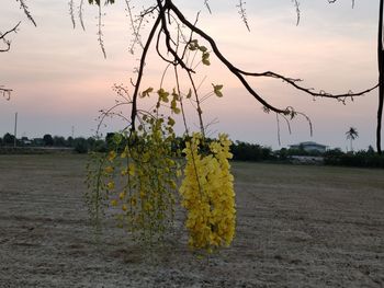 Close-up of yellow flowering plant on field against sky at sunset