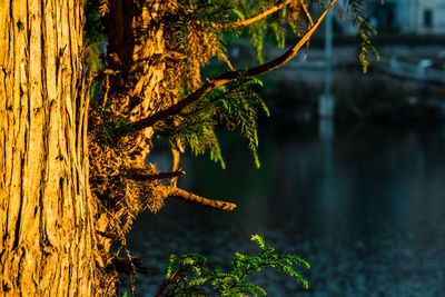 Close-up of lichen on tree trunk