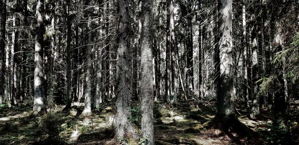 Low angle view of trees in forest