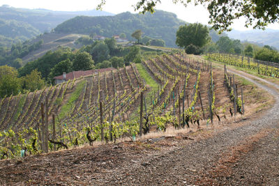 Scenic view of agricultural field