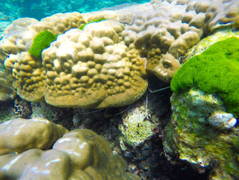 Close-up of fish swimming in sea