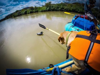 Dog sitting on boat sailing in river