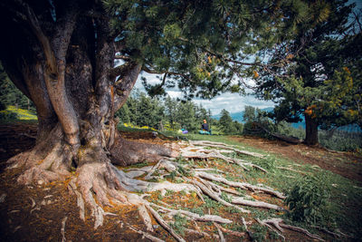 Trees in forest