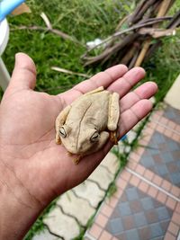 High angle view of person holding hands