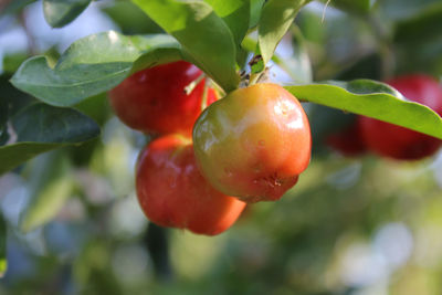 Close-up of fruits on tree