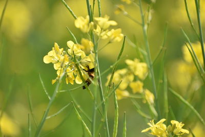 Close-up of insect on yellow flower