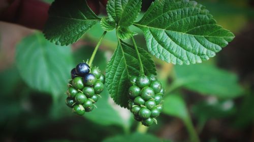 Close-up of berries growing on tree