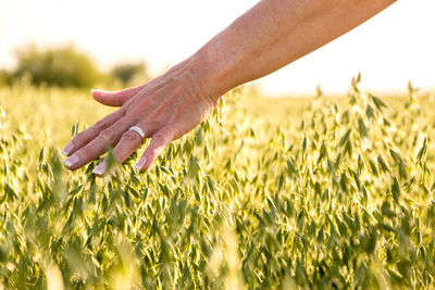 Close-up of hand touching crops on field