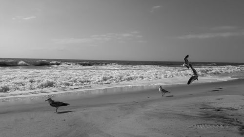 Seagulls at beach