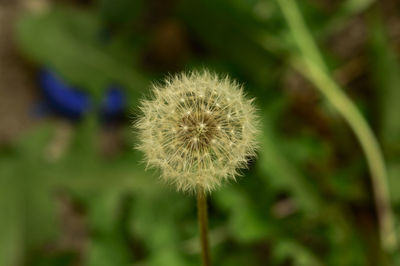 Close-up of dandelion