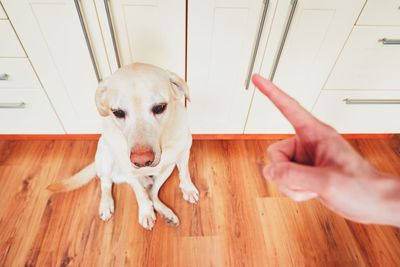 Close-up of dog sitting on hardwood floor