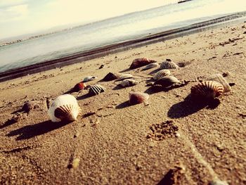Close-up of sand on beach against sky