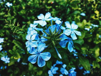 Close-up of blue flowers blooming outdoors