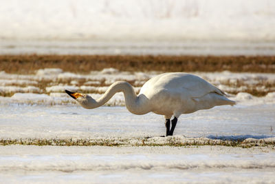 Swan on snow covered field during winter