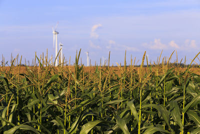 Crops growing on field against sky