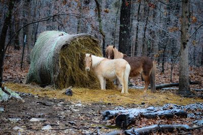 Horse standing in a forest