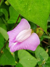 Close-up of pink flower