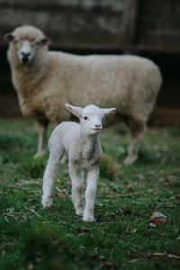 Sheep on field