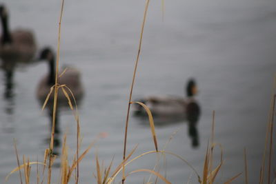 Close-up of grass in lake