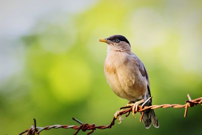 Close-up of bird perching on twig